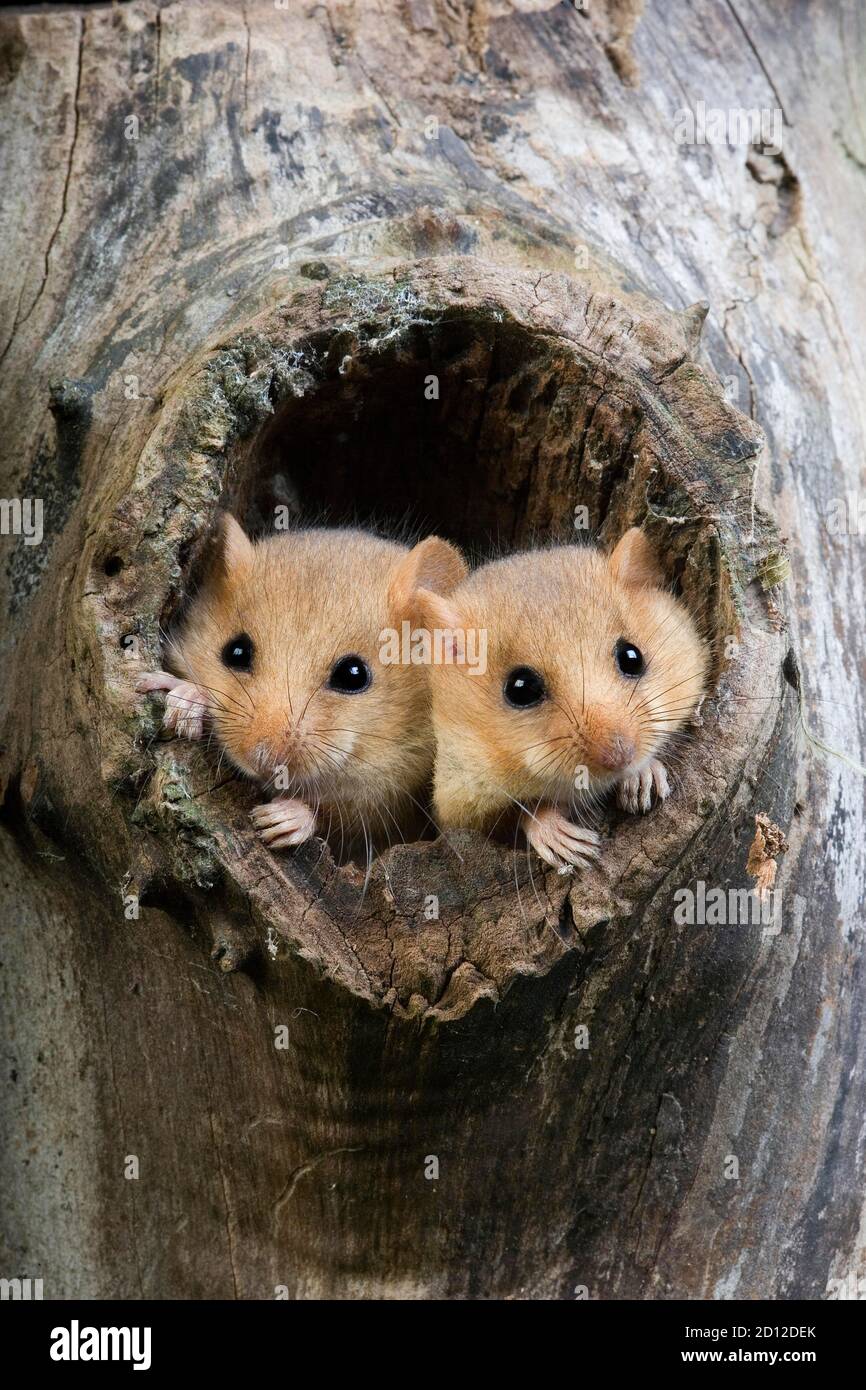 Haselmaus Muscardinus Avellanarius, koppeln stehen am Nest Eingang, Normandie Stockfoto