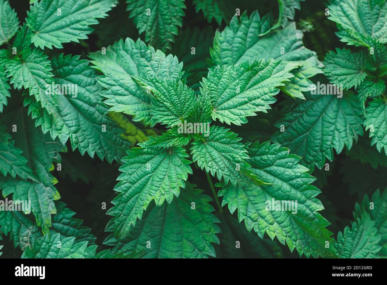 Gewöhnlicher Brennnesselbusch im Freien. Urtica dioica. Brennnesselpflanze. Konzept der Kräutermedizin. Laub grün Hintergrund. Blattmuster Stockfoto