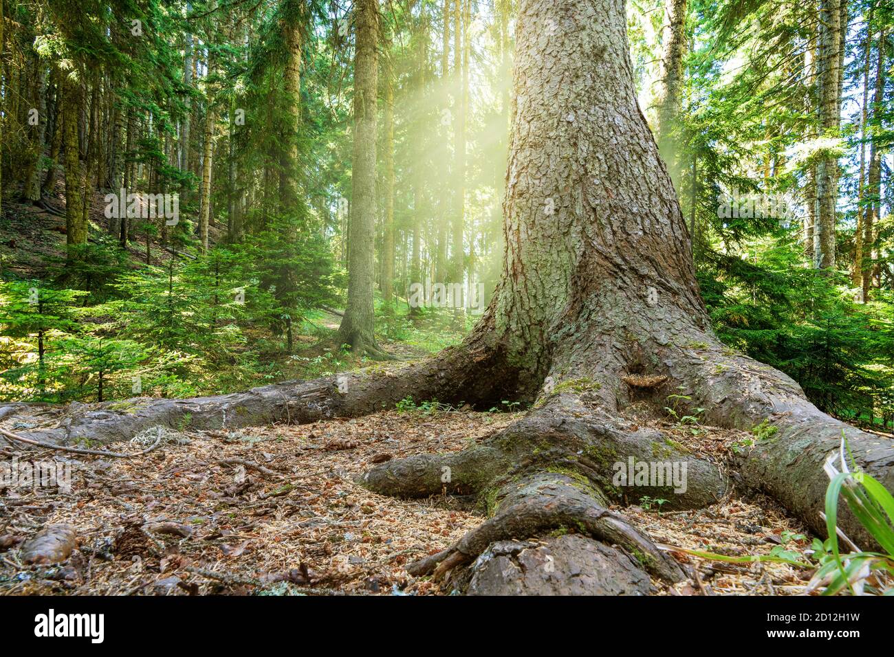 Nahaufnahme eines alten Baumes mit großen Wurzeln in einem wunderschönen Wald im Frühling mit strahlender Sonne, die durch die Bäume scheint. Hochwertige Fotos Stockfoto