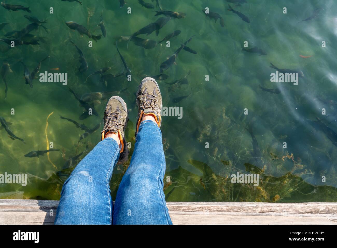Sitzen auf dem Pier und Blick auf eine Herde Forellen Fisch in einem See. Hochwertige Fotos Stockfoto