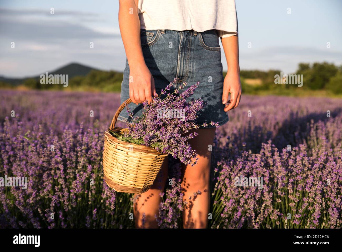 Junge Frau hält Weidenkorb mit Lavendelblüten auf dem Feld Stockfoto