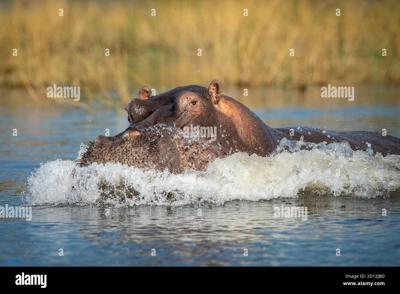Hippo zeigt Aggression spritzt Wasser in Chobe River in Botswana Stockfoto