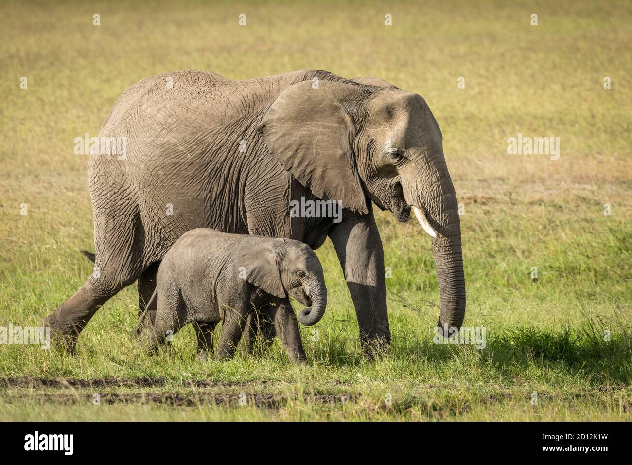Elefantenweibchen und ihr Kalb gehen im grünen Gras hinein Masai Mara in Kenia Stockfoto