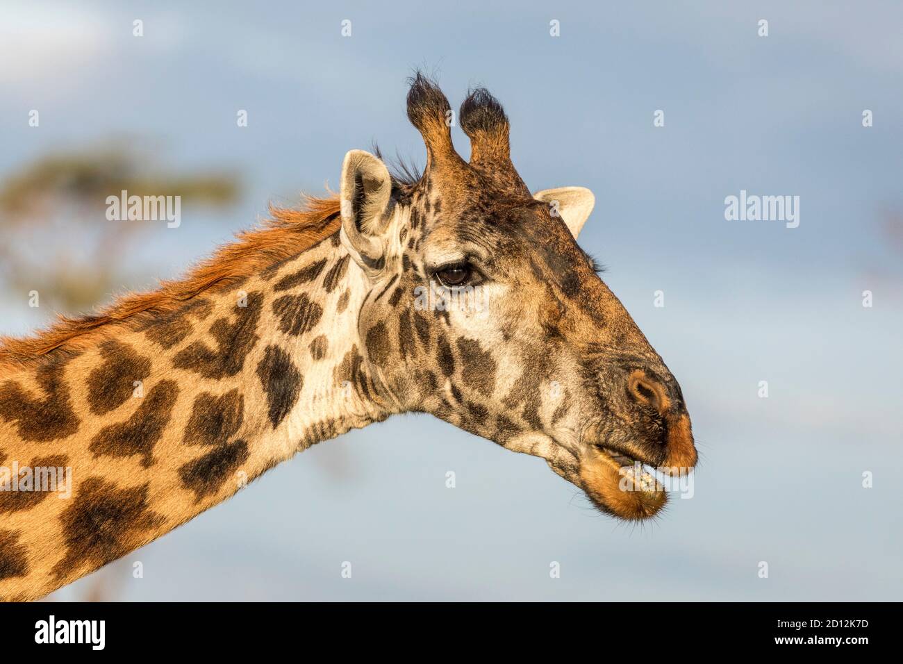 Horizontales Porträt des Gesichts einer weiblichen Giraffe in der Serengeti in Tansania Stockfoto