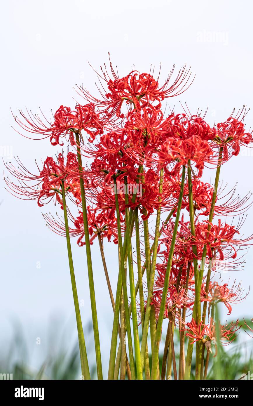 Spinnenlilie Zwiebeln 4 Stück - Lycoris Radiata Mehrjährig & Winterhart