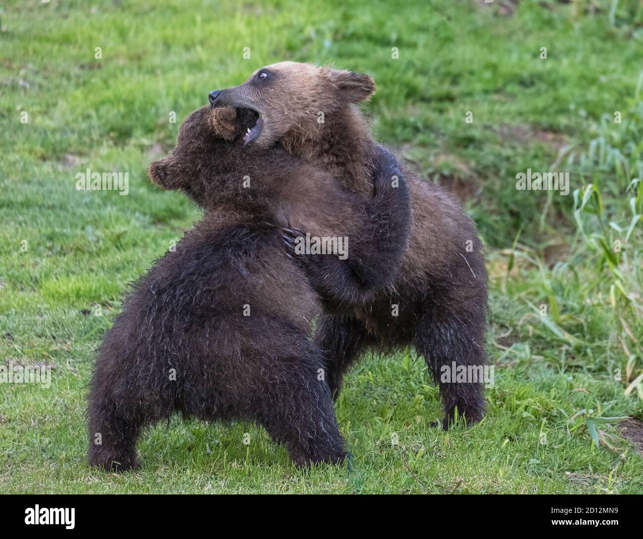 Zwei braune Bärenjungen spielen Stockfoto