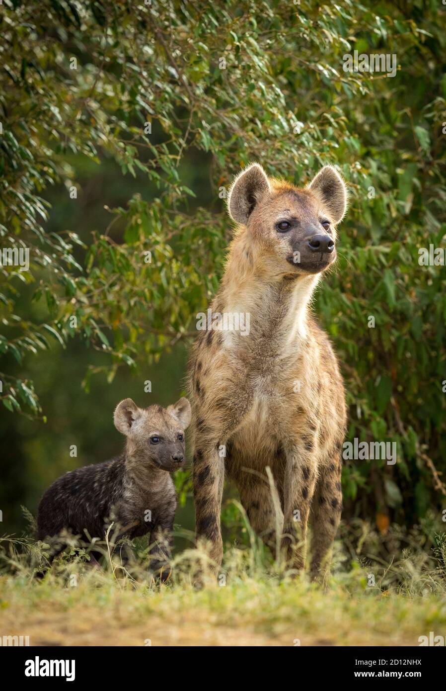 Vertikales Porträt einer Hyänen-Mutter und ihres Jungen stehend Neben einander suchen wachsam in Masai Mara Kenia Stockfoto