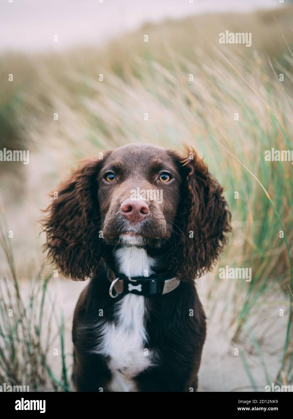 Sprocker Stockfoto