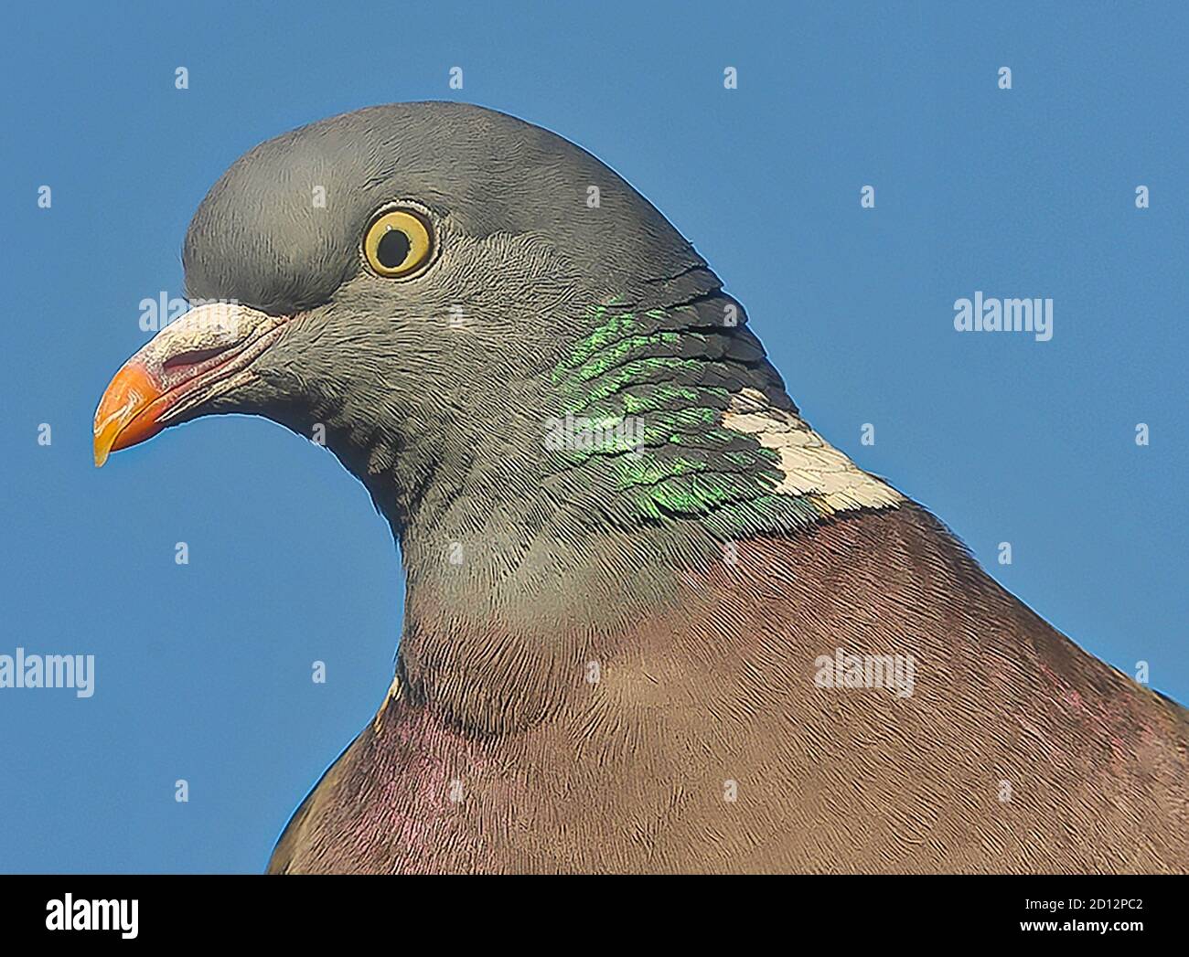 Wilde Waldtaube im Garten Stockfoto