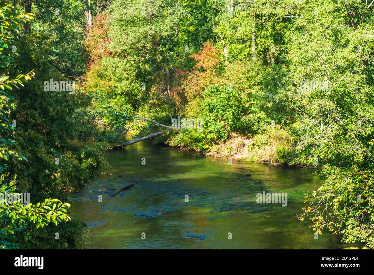 Wunderschöne Fluss- und Waldlandschaft. Natürliche Landschaft, Green Forest im Hintergrund Stockfoto
