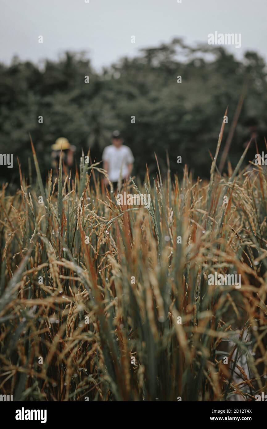 Weizenfeld im Sommer Stockfoto