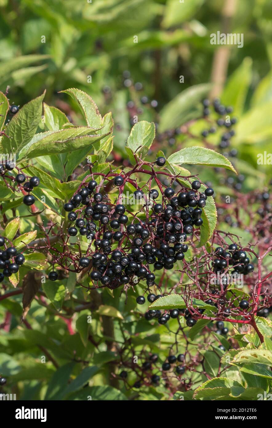 Holunderbusch Früchte September 2020 Stockfoto