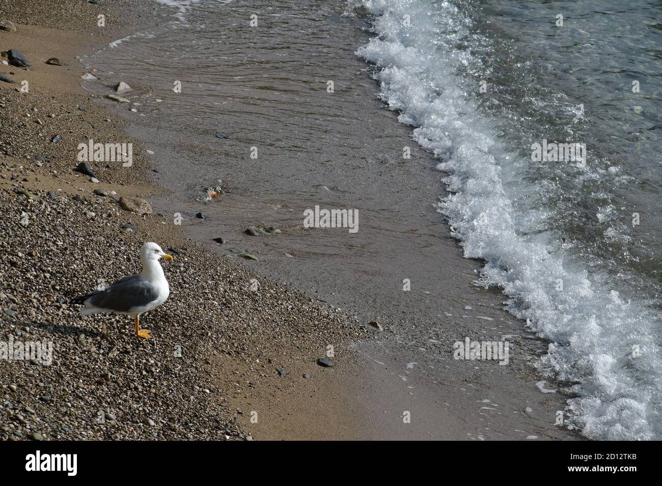 Heringsmöwe, die entlang der Uferpromenade fährt Stockfoto