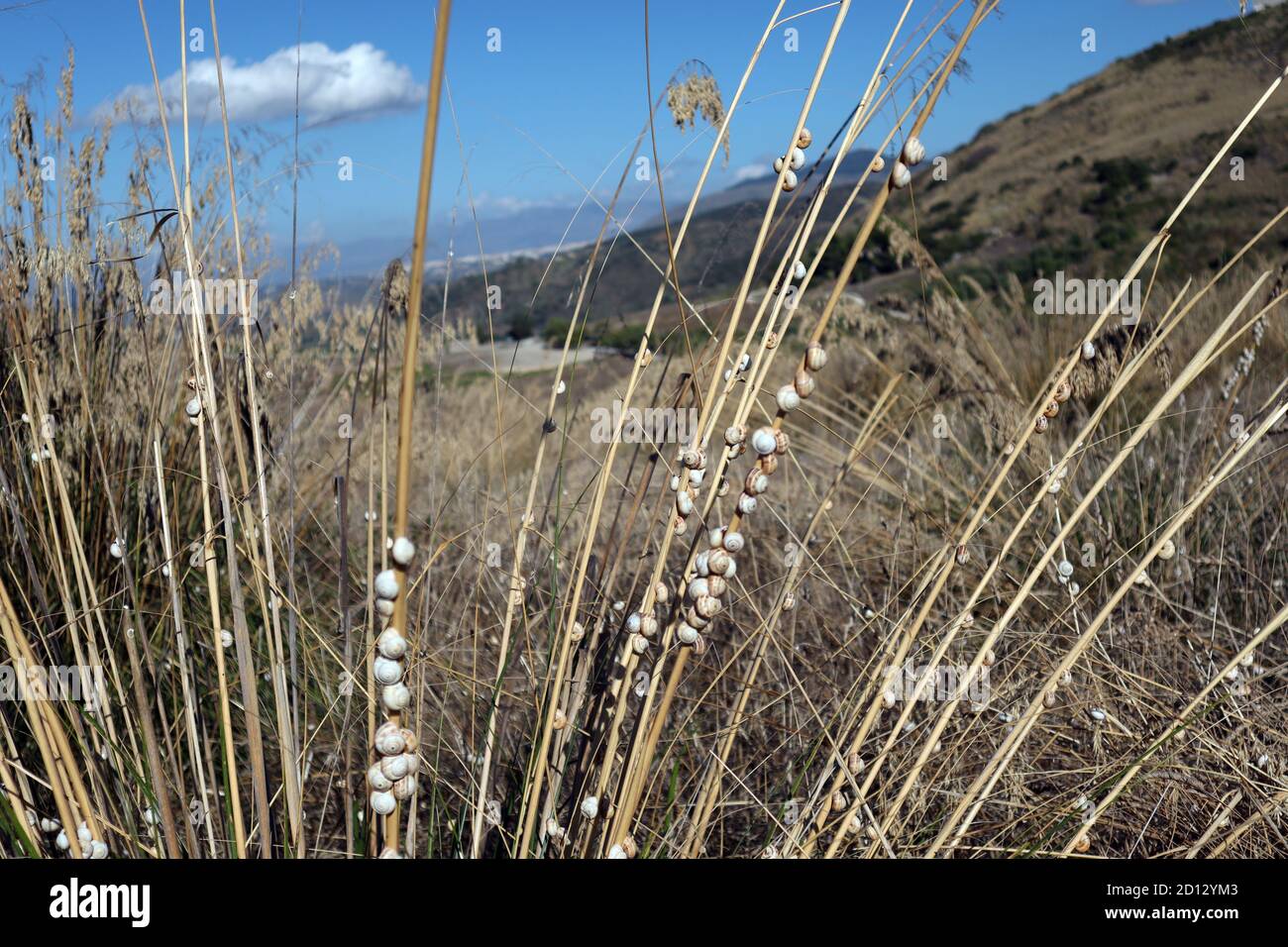 Weiße Schnecken auf hohem Gras mit Panorama der Berge in Der Hintergrund Stockfoto