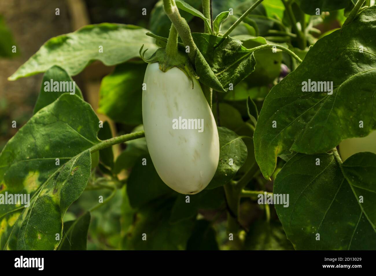 Weiße Aubergine im Spätsommer. Nahaufnahme . Gute Ernte in einem Plastikgewächshaus im Hinterhof eines Dorfhauses. Stockfoto