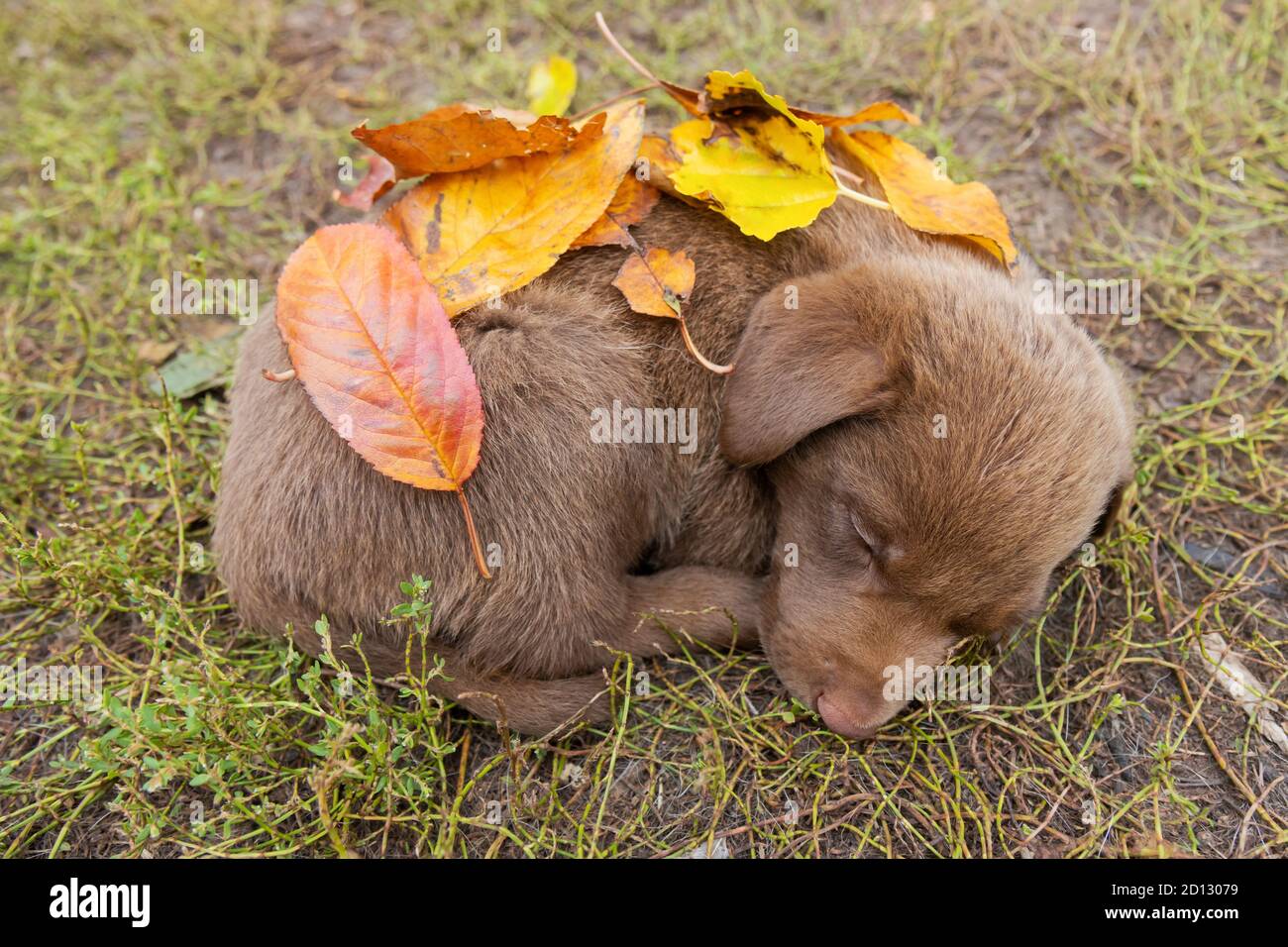 Braun niedlichen Welpen schläft mit Herbstblättern bedeckt Stockfoto