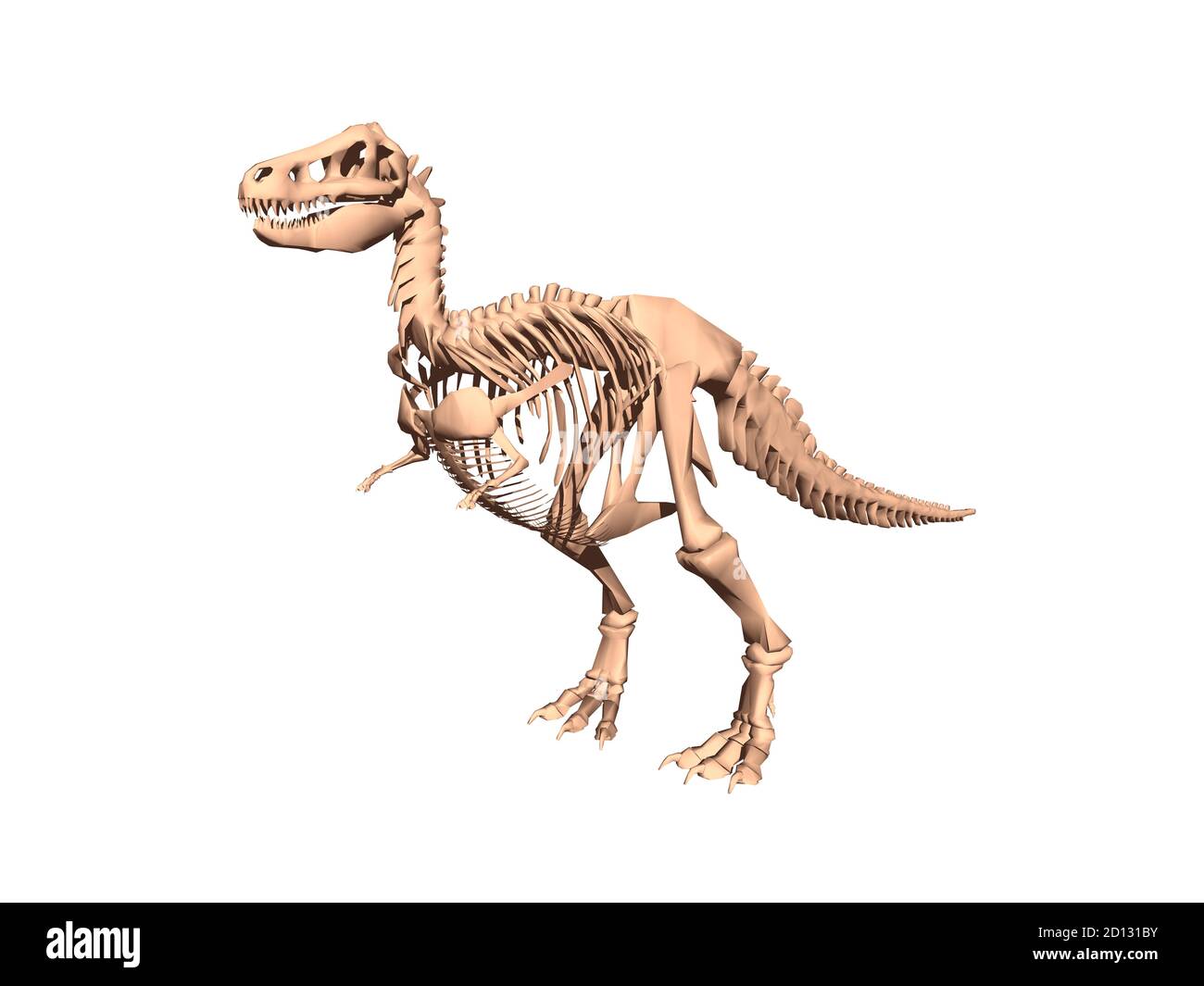 Skelett eines zweibeinigen Dinosauriers Stockfoto