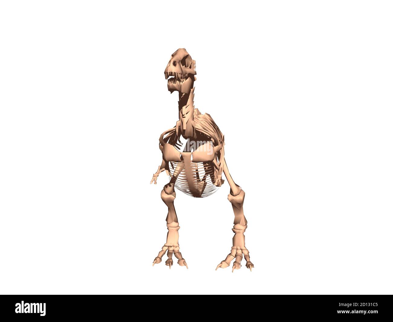 Skelett eines zweibeinigen Dinosauriers Stockfoto