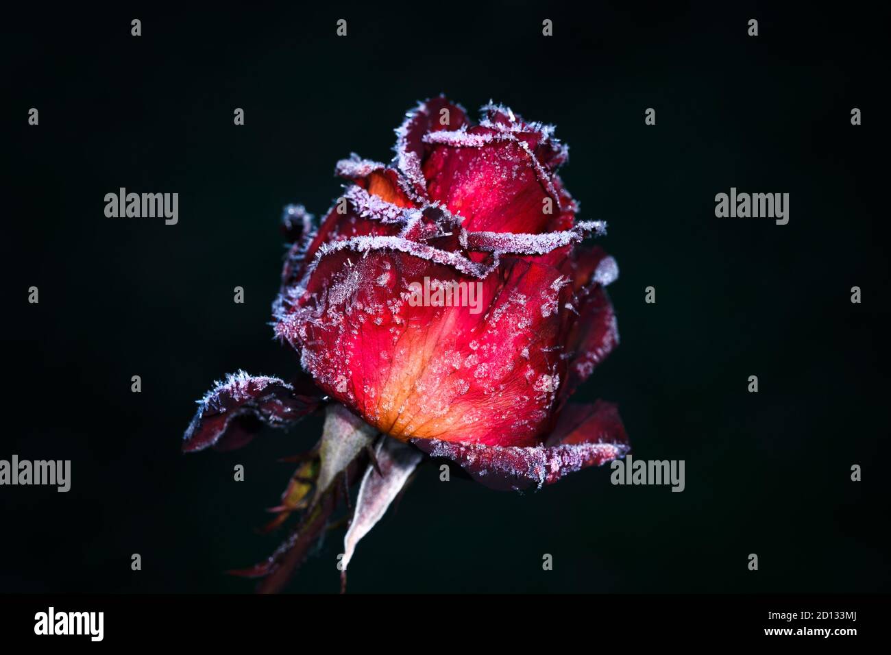 Die Knospe einer roten Rose, bedeckt mit Frost an einem kalten Morgen, auf einem dunklen Hintergrund Stockfoto