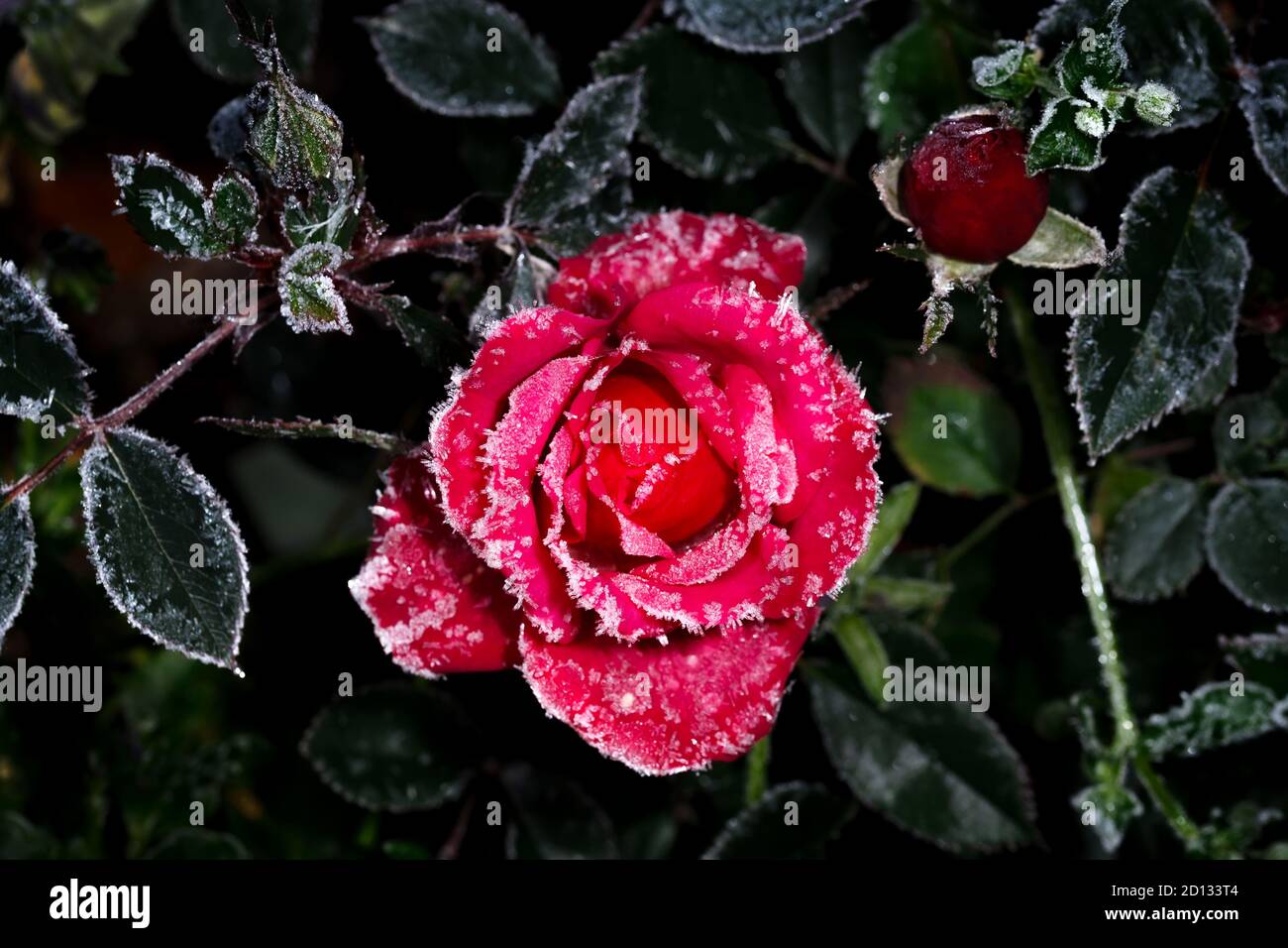 Blumen und Rosensträucher, bedeckt mit Frost an einem kalten Morgen, auf einem dunklen Hintergrund Stockfoto