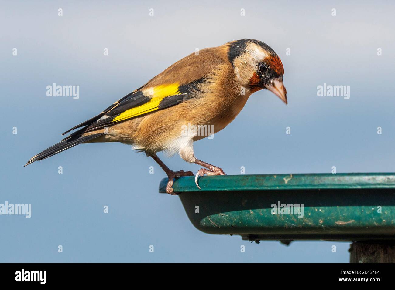 Goldfink. Gemeinsamer Gartenvogel auf einem Vogeltisch. Stockfoto