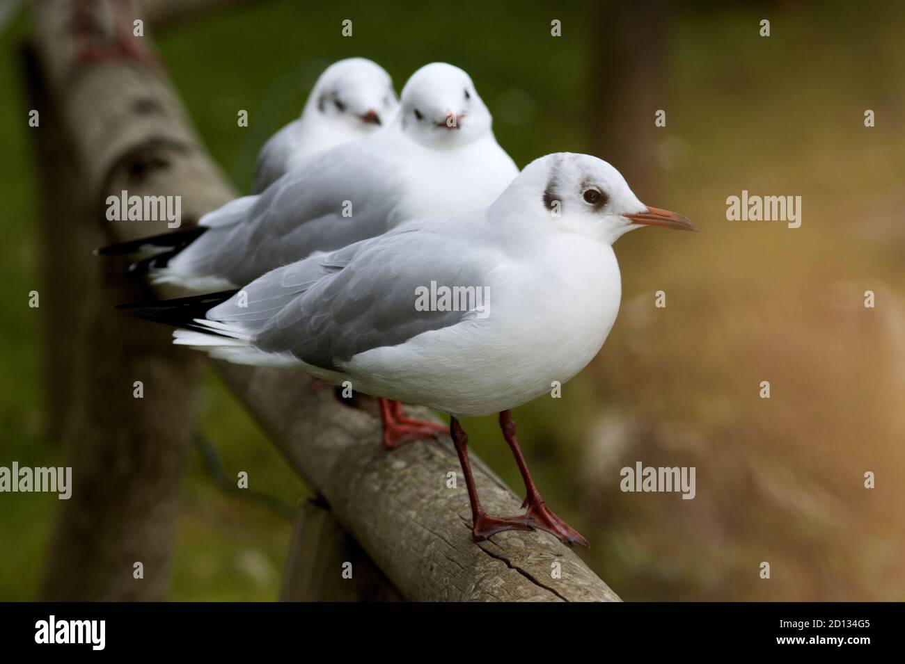 Im Winter verliert die Schwarzkopfmöwe den größten Teil der Schwarzen Kopffedern und sie neigen dazu, ihre Binnenzucht zu verlassen Standorte Stockfoto