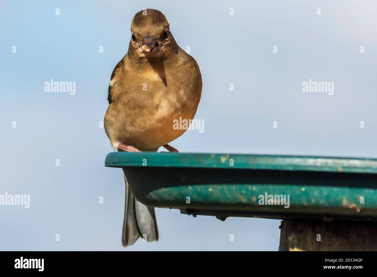 Buchfink. Gemeinsamer Gartenvogel auf einem Vogeltisch. Stockfoto