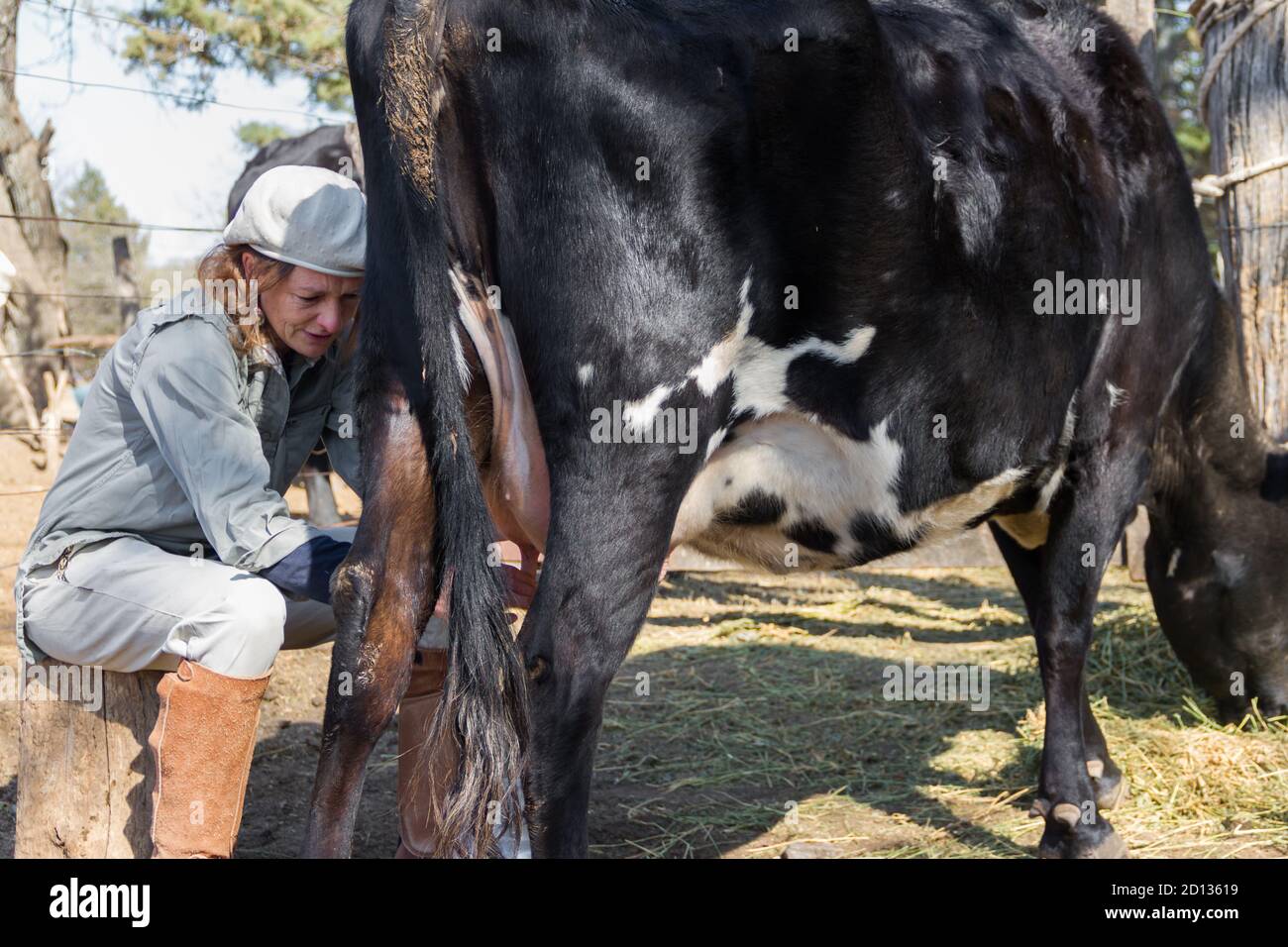 Ländliche arbeitende Frau melkt die Kühe Stockfoto