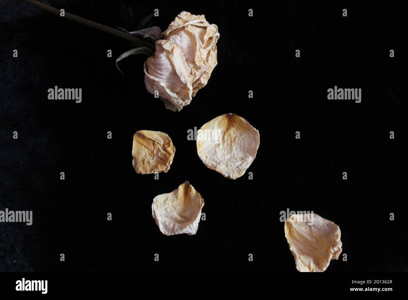 Trockene weiße Rosen auf schwarzem Fell verbrannten Hoffnung des Glaubens Stockfoto