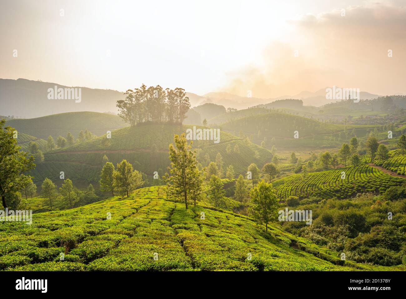 Tee-Plantagen in Munnar, Kerala, Indien Stockfoto