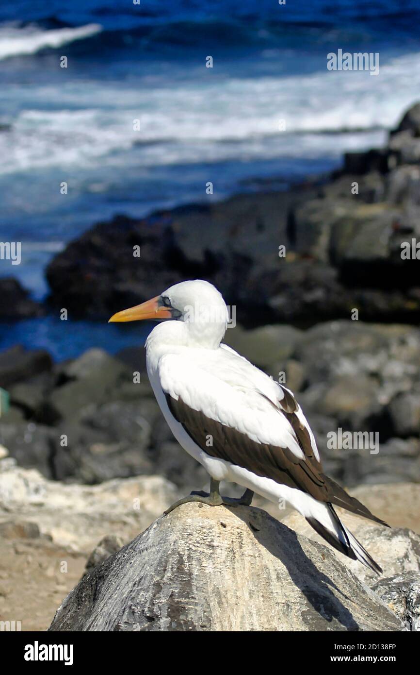 Nazca booby, Sula granti, Galápagos Nationalpark, Galápagos Inseln, UNESCO Weltkulturerbe, Ecuador, Amerika Stockfoto