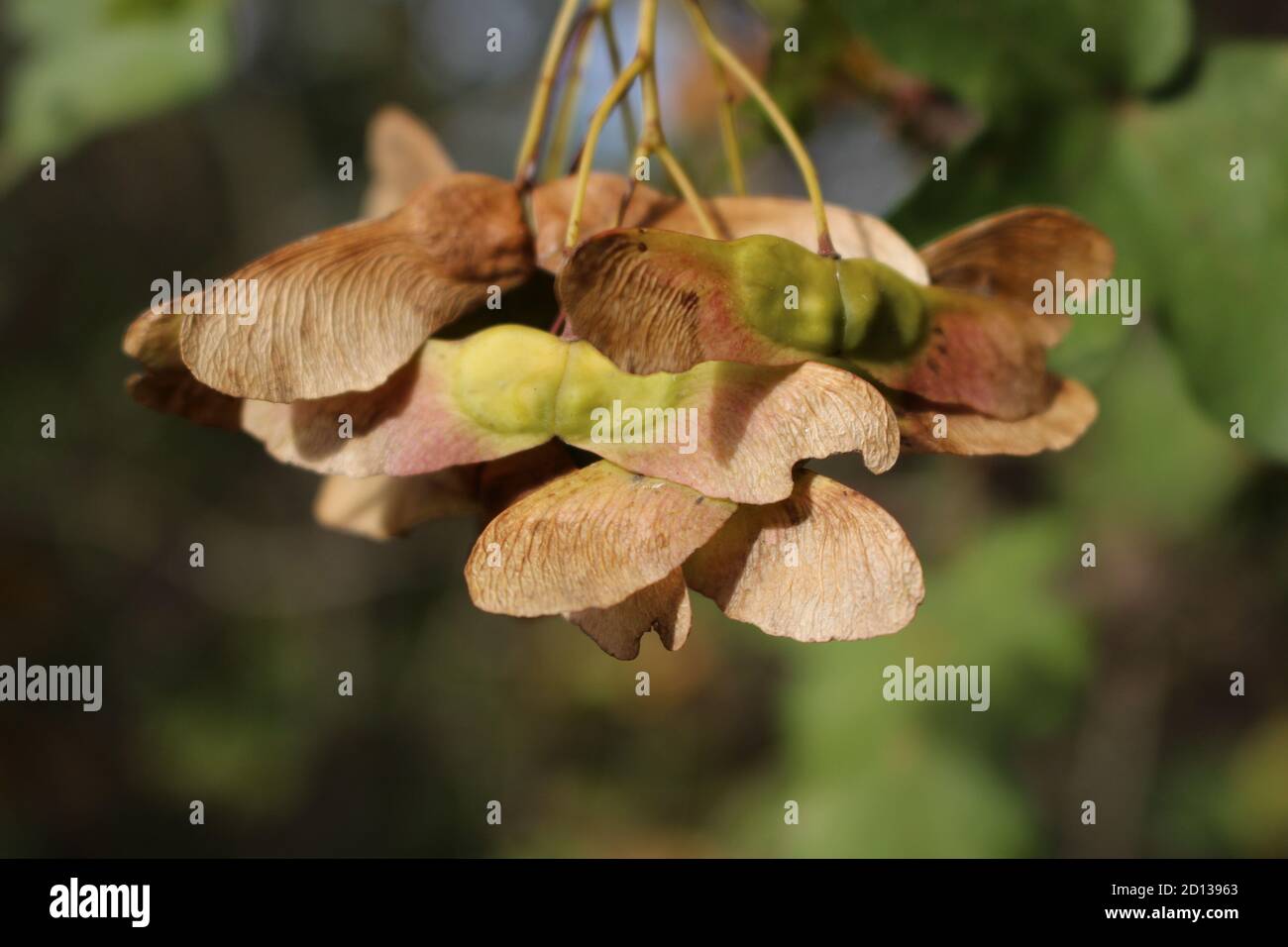 Ahornfrüchte Stockfoto