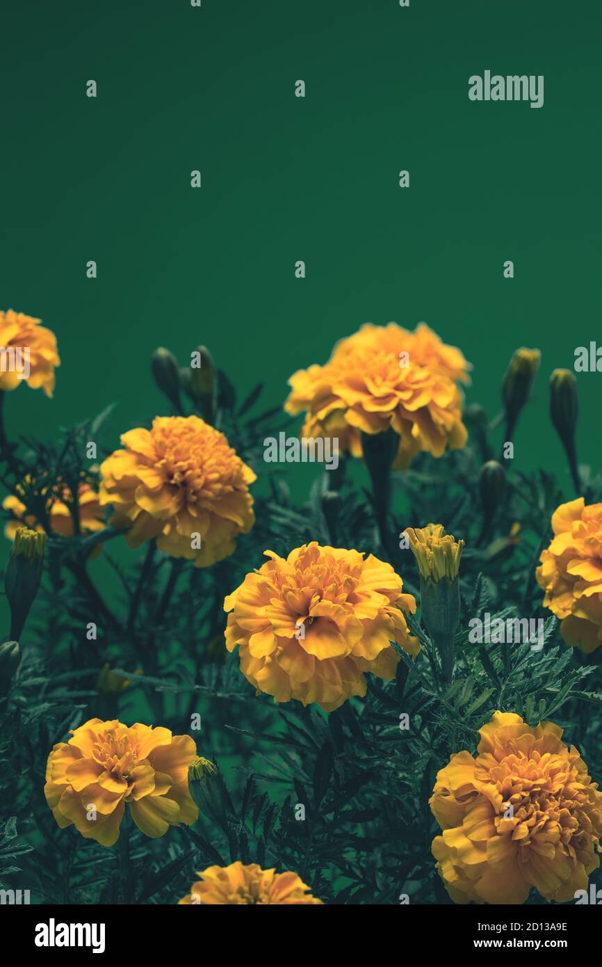 Orangefarbene Ringelblumen auf dunkelgrünem Hintergrund Stockfoto