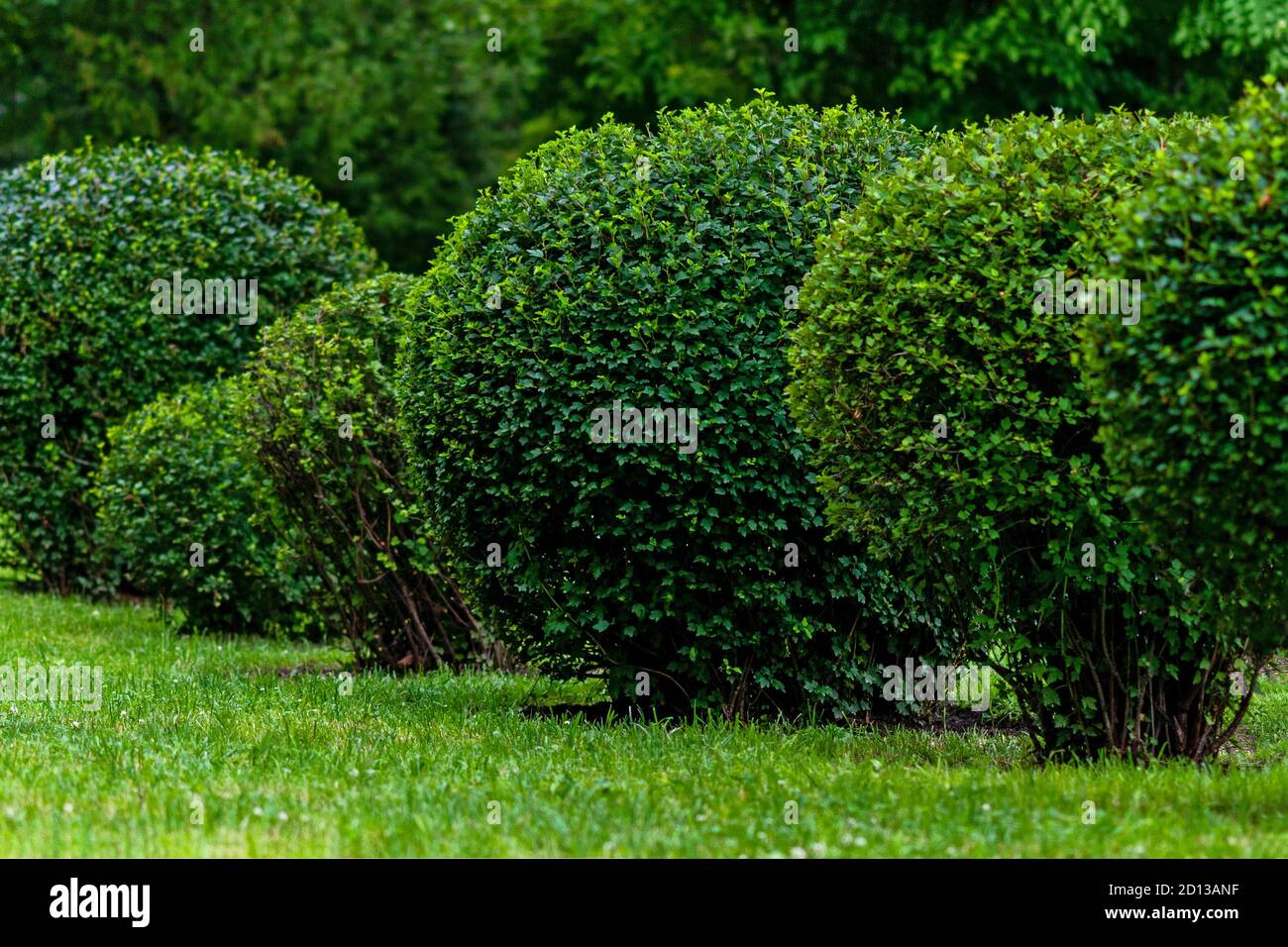 Kugelförmige Sträucher im Stadtpark, topiary Kunst Stockfoto