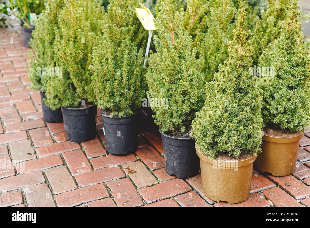 Töpfe mit jungen Nadelbaum in einem Gartenmarkt, Gewächshaus,  Gartencenter.kleine Tanne im Topf im Gartencenter zum Verkauf  Pflanzen.Weihnachtstannen Stockfotografie - Alamy