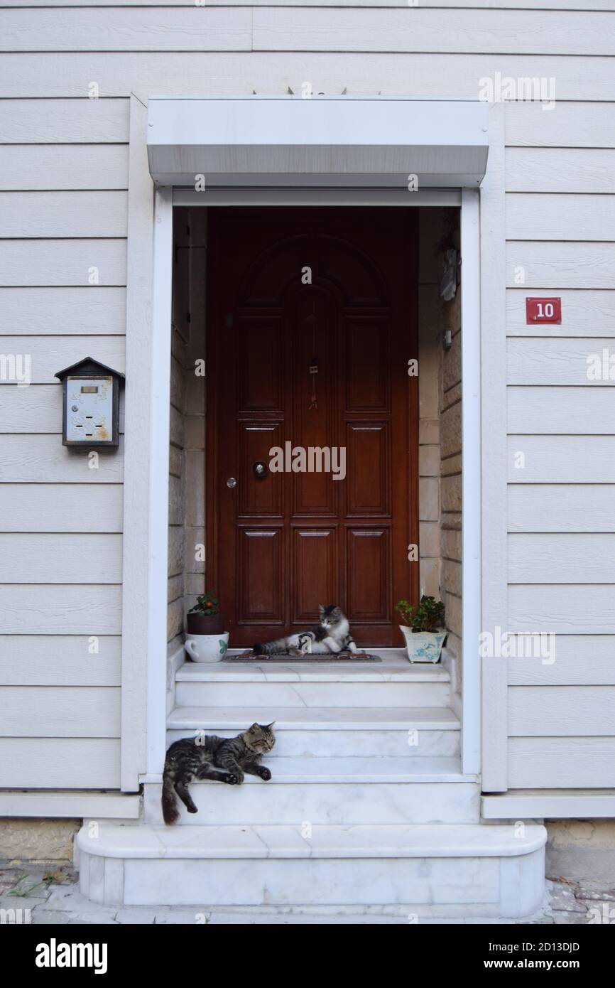 Katzen sind ein wichtiger Teil der türkischen Kultur, hier sehen Sie vier Katzen entspannen auf der Veranda eines Hauses auf der Prince Island. Stockfoto
