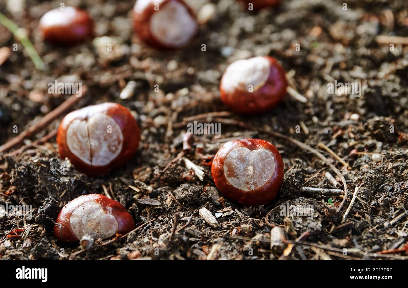 Berlin, Deutschland. September 2020. Viele Kastanien mit einem Hilum in
