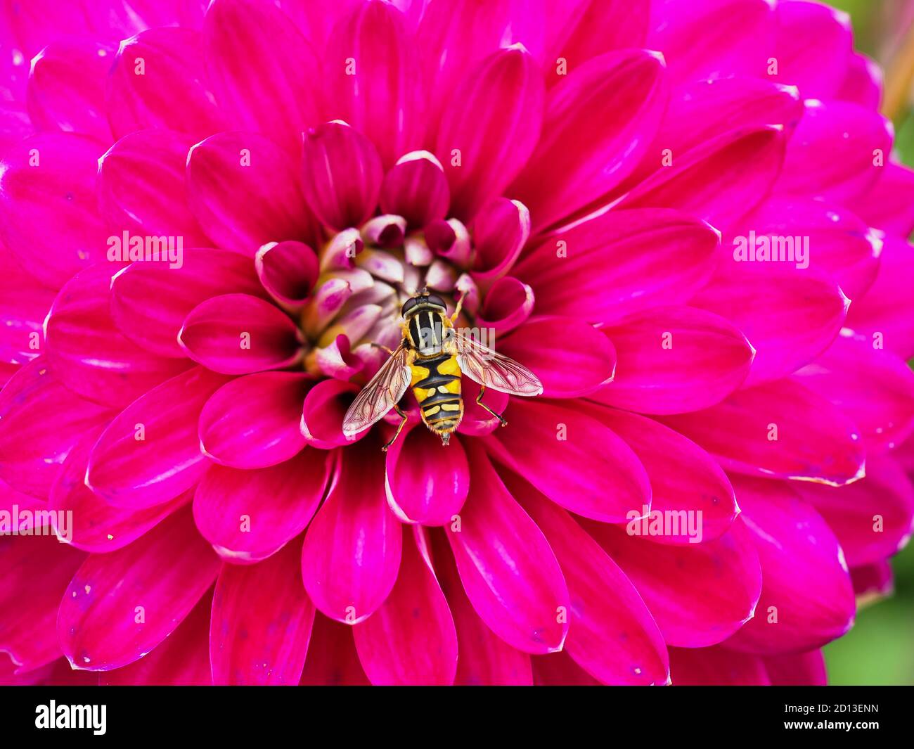 Nahaufnahme einer Schwebefliege in der Mitte eines schönen Leuchtend rosa doppelte Dahlia Blume Stockfoto