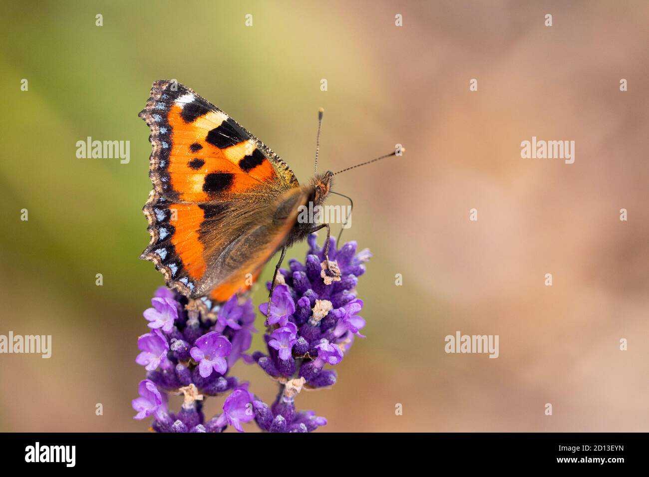 Painted Lady Butterfly, Vanessa Cardui, thront auf Lavendel, UK Countryside, Sommer 2020 Stockfoto