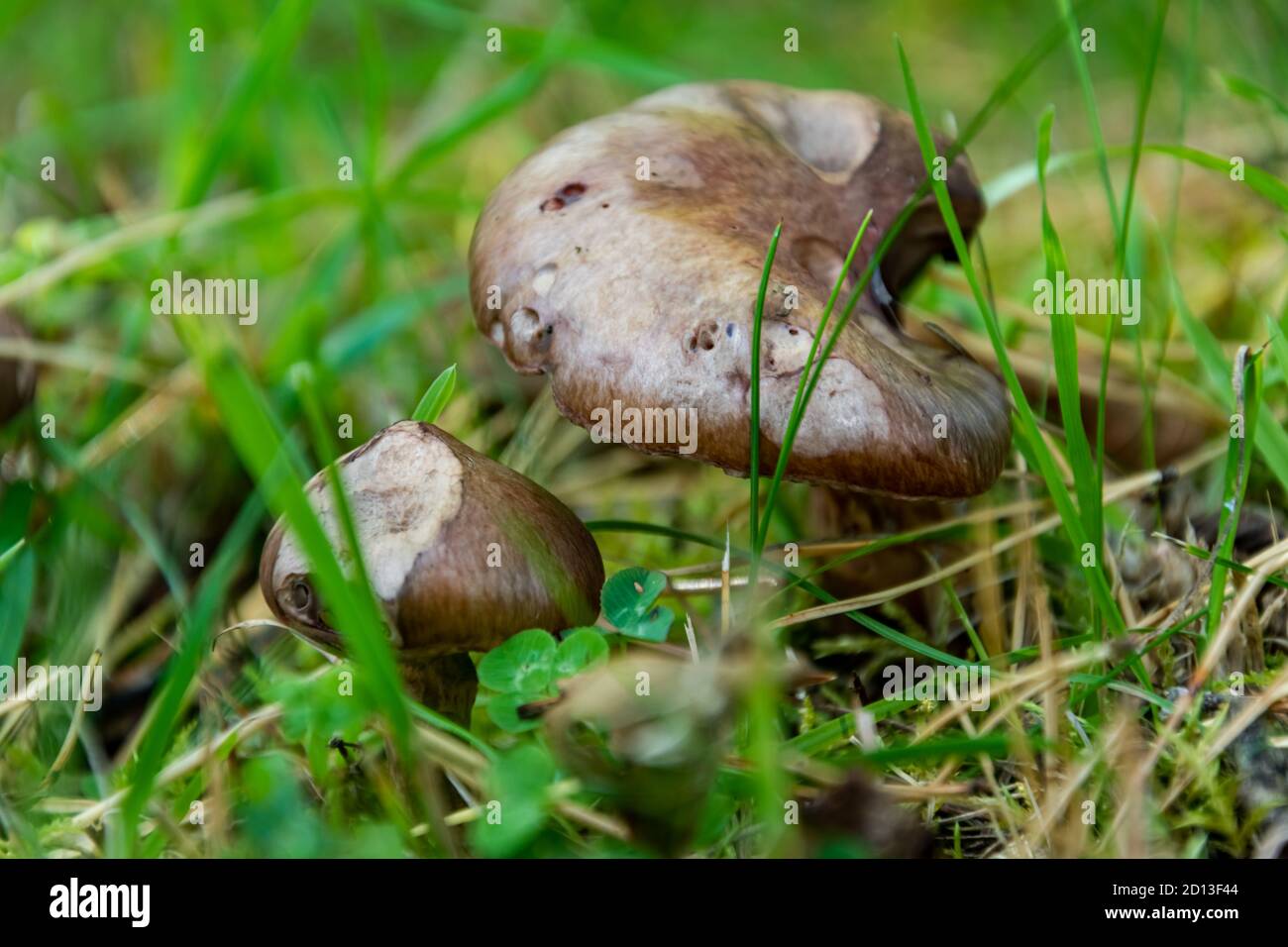 Eine Nahaufnahme der ungenießbaren Maschenräume im Rasen. Stockfoto