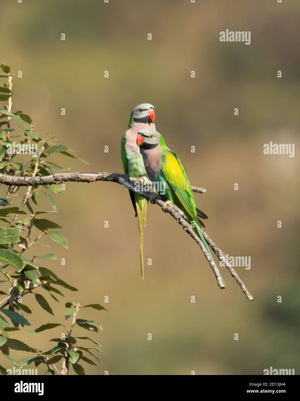 Ein Paar Rotbrustsittiche (Psittacula alexandri), die auf einem Baumzweig in den wilden Wäldern von Sattal in Uttarakhand, Indien, thront. Stockfoto