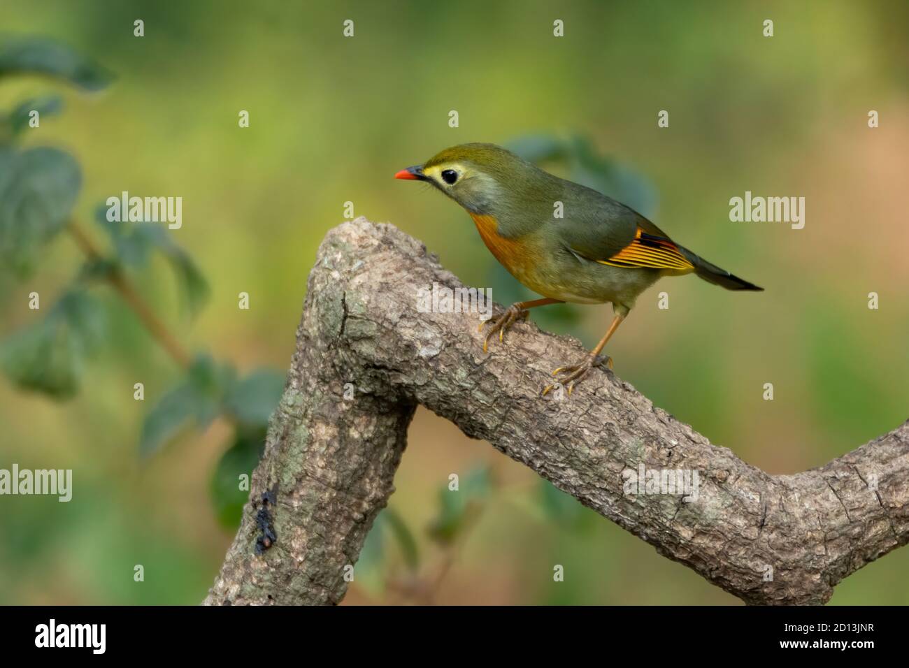 Niedliche kleine rot-schnabelige Leiothrix (Leiothrix lutea), thront auf einem Baumzweig in den Wäldern von Sattal in Uttarakhand, Indien. Stockfoto