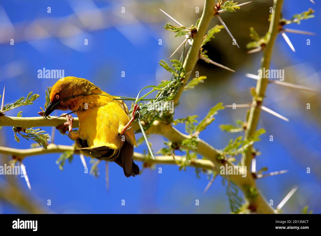 Kapweber (Ploceus capensis) Beginnen Sie, ein Nest in einem Sweet Thorn Baum zu bauen (Vachellia Karroo) Stockfoto