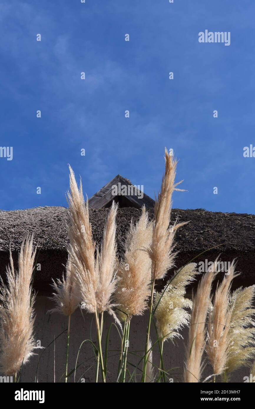 Cortaderia selloana, allgemein bekannt als Pampas Gras vor einem reetgedeckten Haus Stockfoto