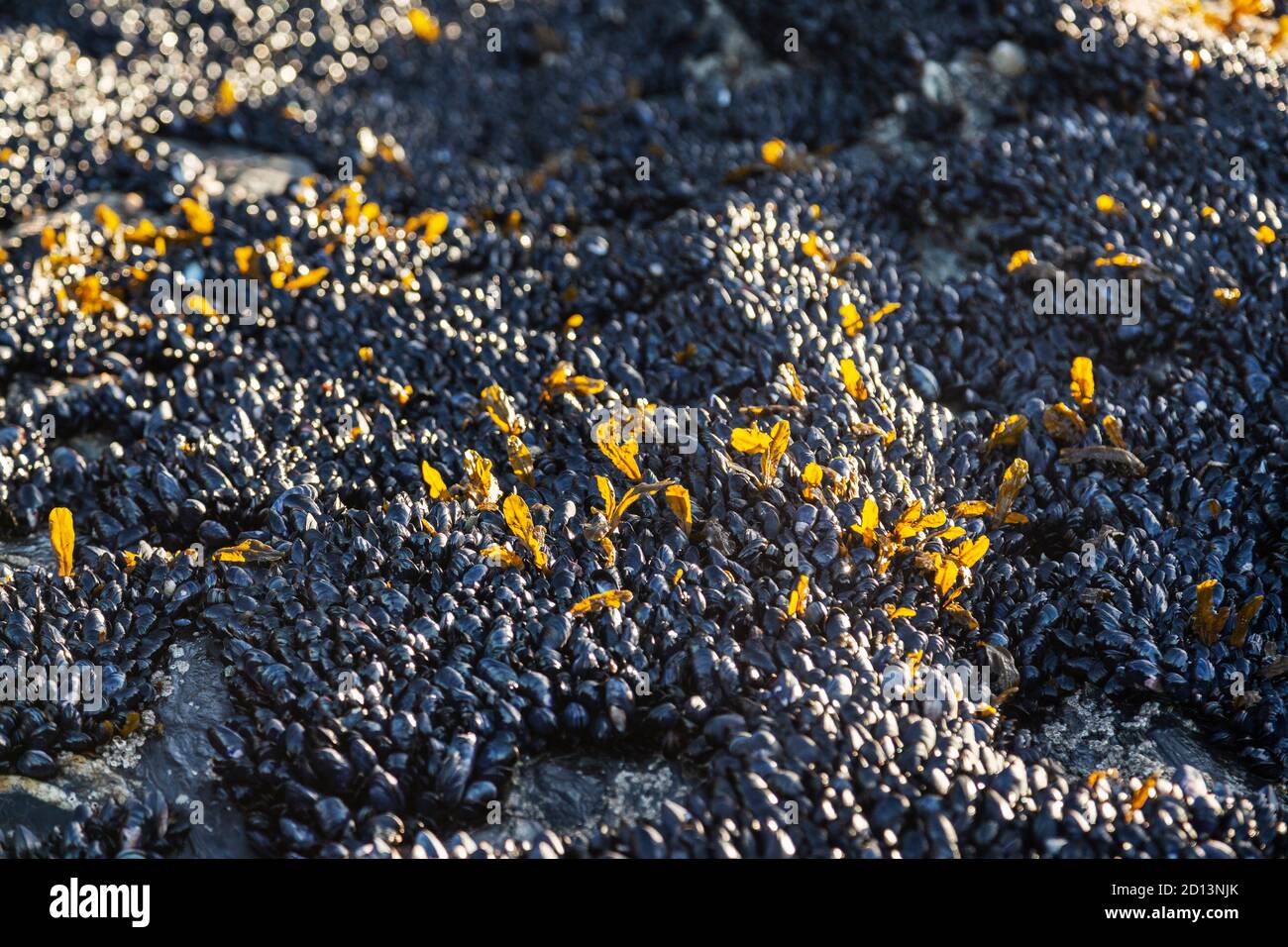 Muscheln an Felsen an einem Cornish Strand, Großbritannien Stockfoto