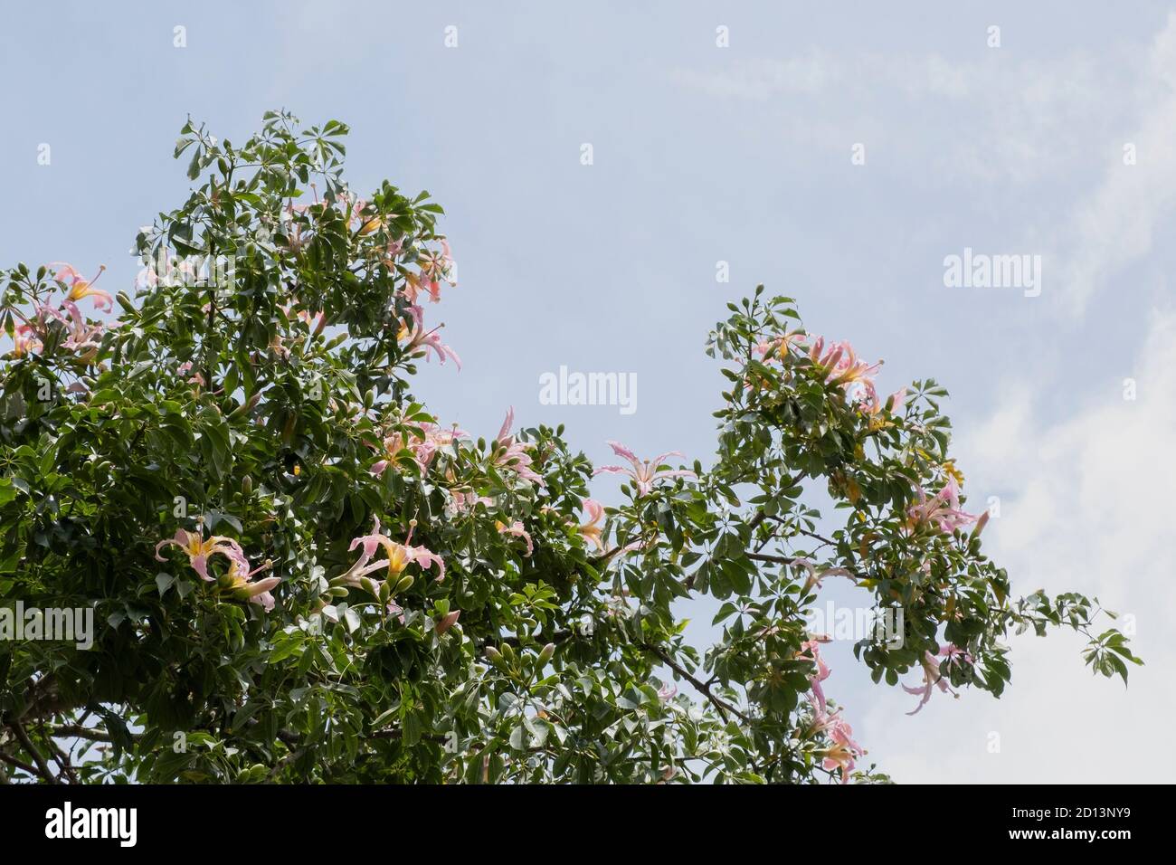 Seidenfloss Baum (ceiba speciosa) im Park von Valencia Stockfoto