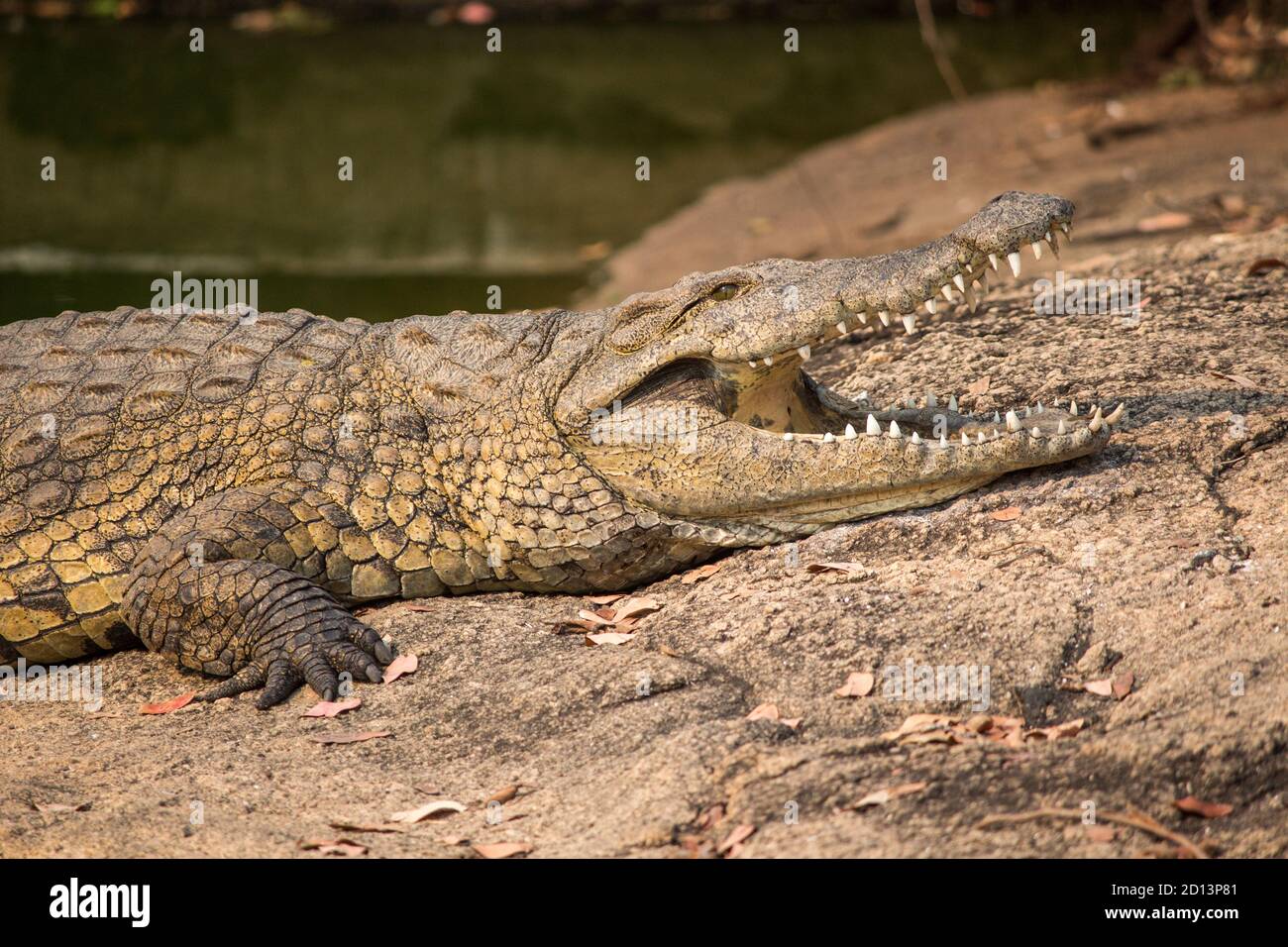 Nilkrokodil (Crocodylus niloticus) aalen mit offener Mündung am Ufer des Flusses Messica in Manica, Mosambik in der Nähe der Grenze zu Simbabwe Stockfoto