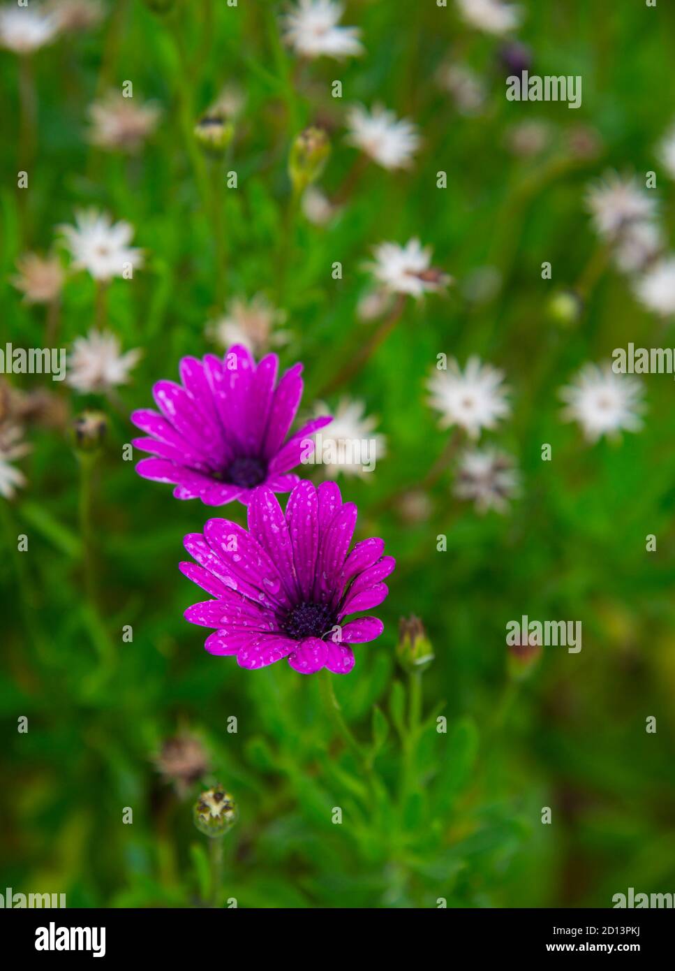 Dimorphotheca ecklonis Frühling blühte rosa Blüten Stockfoto