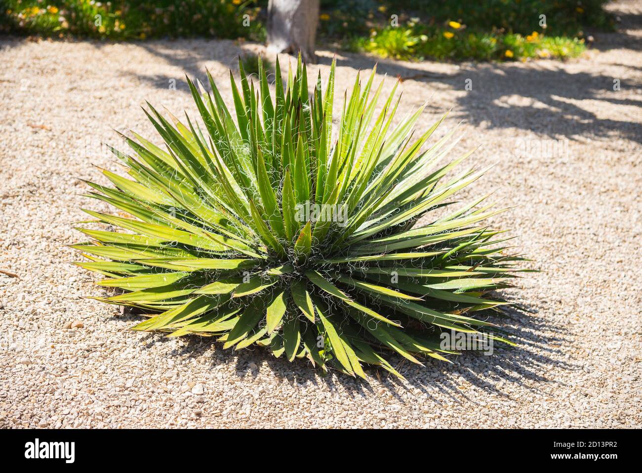 Grüne Palmen in der Natur. Barcelona, Spanien Stockfoto