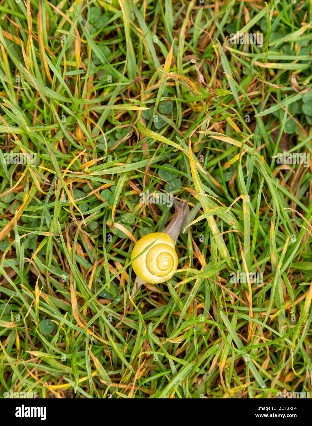 Grove-Schnecke, Braunlippschnecke oder Zitronenschnecke Cepaea nemoralis, Berkshire, England, Großbritannien Stockfoto